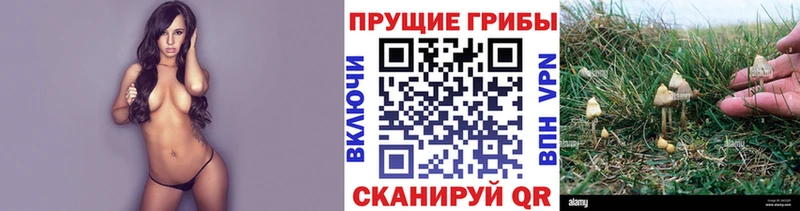 купить наркоту  Новоузенск  Галлюциногенные грибы Cubensis 